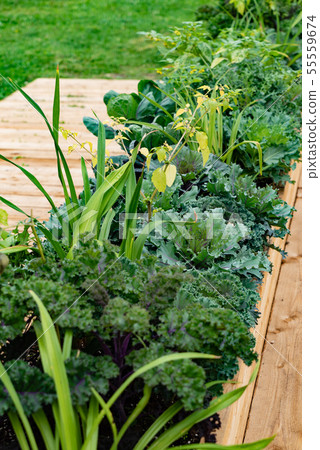 edible garden with different kinds of herbs edible garden with different kinds of herbs 55559674