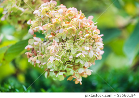hydrangea flowers in the garden hydrangea flowers in the garden 55560184
