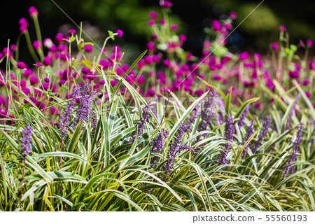 beautiful flowers in the garden beautiful flowers in the garden 55560193