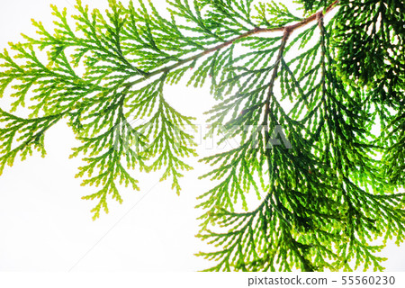 green leaf isolated on the white green leaf isolated on the white 55560230