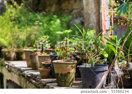 plants in the pots, greenhouse 55560234