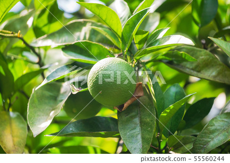 lime fruits on the tree 55560244