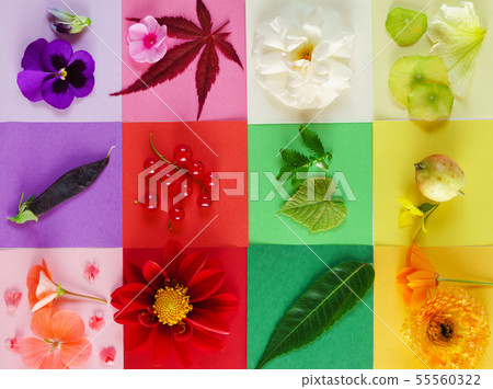 nature composition nature composition 55560322