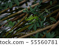 Production of colored water for dyeing fabrics 55560781