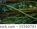 Production of colored water for dyeing fabrics 55560783