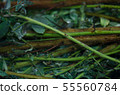 Production of colored water for dyeing fabrics 55560784