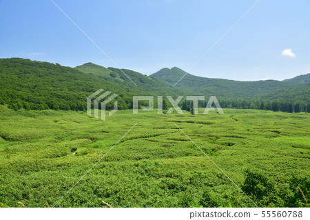 Shooting the summer scenery of Niseko Shinsenuma Natural Recreation Forest Otani in Sunny Hokkaido Rankoshi Town 55560788