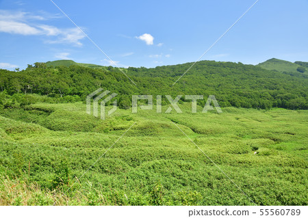 Shooting the summer scenery of Niseko Shinsenuma Natural Recreation Forest Otani in Sunny Hokkaido Rankoshi Town 55560789
