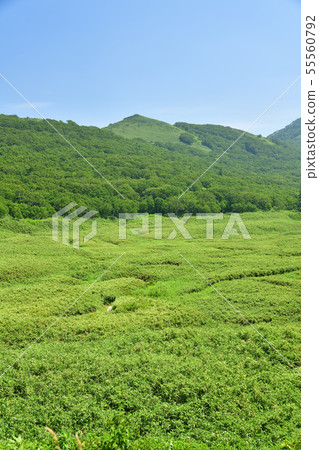 Shooting the summer scenery of Niseko Shinsenuma Natural Recreation Forest Otani in Sunny Hokkaido Rankoshi Town Shooting the summer scenery of Niseko Shinsenuma Natural Recreation Forest Otani in Sunny Hokkaido Rankoshi Town 55560792