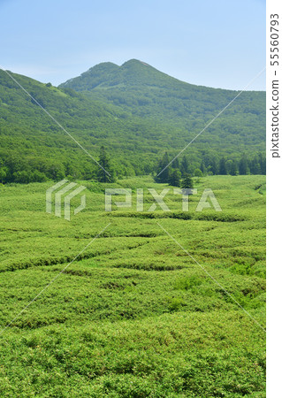 Shooting the summer scenery of Niseko Shinsenuma Natural Recreation Forest Otani in Sunny Hokkaido Rankoshi Town Shooting the summer scenery of Niseko Shinsenuma Natural Recreation Forest Otani in Sunny Hokkaido Rankoshi Town 55560793