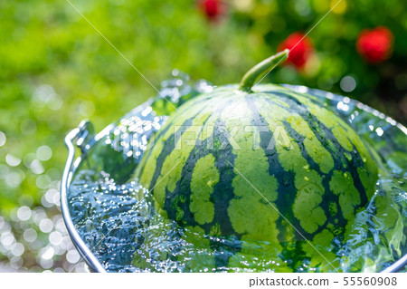 用桶冷卻西瓜夏季圖像清爽的夏天 用桶冷卻西瓜夏季圖像清爽的夏天 55560908
