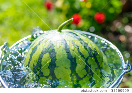 用桶冷卻西瓜夏季圖像清爽的夏天 55560909