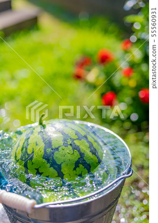 Cooling the watermelon with a bucket Summer image Refreshing summer Cooling the watermelon with a bucket Summer image Refreshing summer 55560931