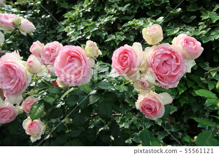 rose rose 55561121