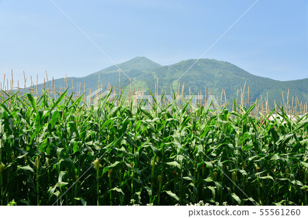 Shooting summer landscape of corn field and Annupuri in sunny Niseko Town in Hokkaido 55561260