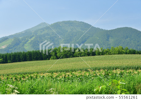 Shooting summer landscape of corn field and Annupuri in sunny Niseko Town in Hokkaido 55561261