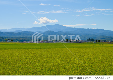 A distant view of Hakusan and rice fields (from Onagano-cho, Nomi City, Ishikawa Prefecture) 55561276