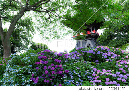 Nogouji Hydrangea Temple Hydrangea Kumagaya City,Saitama Prefecture Nogouji Hydrangea Temple Hydrangea Kumagaya City,Saitama Prefecture 55561451