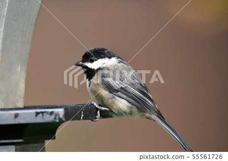 美國Kogara Barnavi湖，不列顛哥倫比亞省，加拿大 55561726