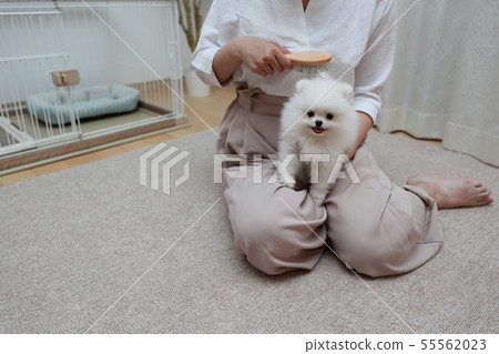 Pomeranian (Dog Dog Dog Organism Animal Pedigree Puppy Child Dog White White Pedigree Western Dog) 55562023