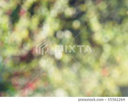 Abstract forest bokeh background, stray focus Abstract forest bokeh background, stray focus 55562264