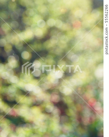 抽象森林bokeh背景，離群焦點 55562266