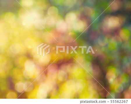 Abstract forest bokeh background, stray focus Abstract forest bokeh background, stray focus 55562267