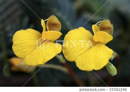 水金合歡花 水金合歡花 55562296