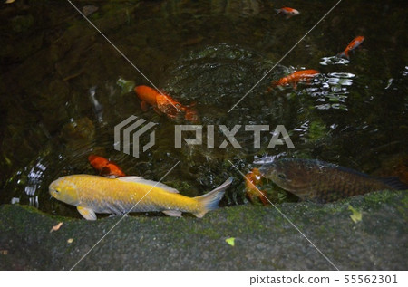 池塘的鯉魚 55562301