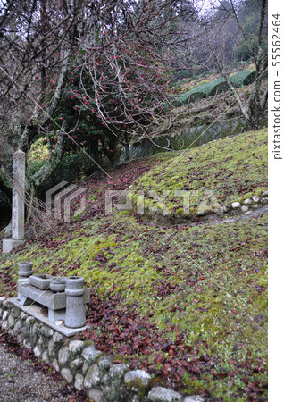 泰恩的墓 55562464