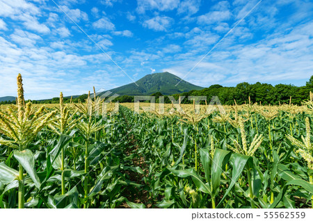 [青森縣弘前市]磐城的腳下到處都是玉米花 55562559