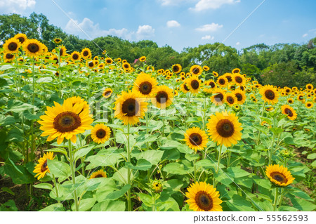 Sunflower field, sunflower, summer image, August, bees, Umami Hill Park Sunflower field, sunflower, summer image, August, bees, Umami Hill Park 55562593