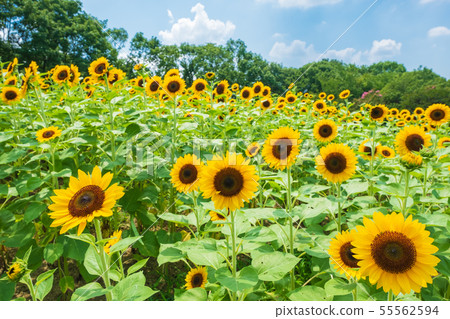Sunflower field, sunflower, summer image, August, bees, Umami Hill Park 55562594