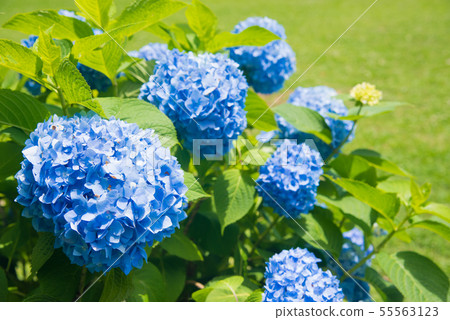 被太陽照亮的藍色繡球花 55563123