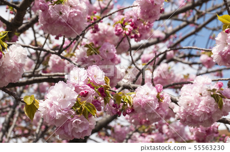 Itobuki cherry tree of Osaka Mint Itobuki cherry tree of Osaka Mint 55563230