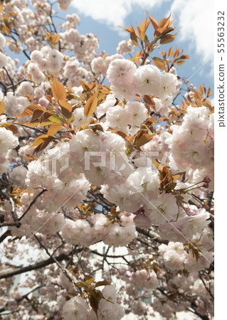 大阪薄荷櫻桃樹 55563232