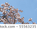 Cherry tree of Osaka Mint 55563235