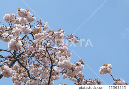 Cherry tree of Osaka Mint 55563235