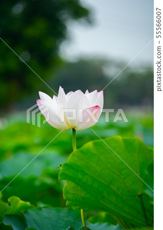 Asia, Taiwan, Tainan White River Lotus Asia, Taiwan, Tainan Lotus Asia, Taiwan, Tainan White River Lotus Asia, Taiwan, Tainan Lotus 55566007