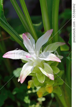 薑黃花(Curcuma longa) 薑黃花(Curcuma longa) 55566442