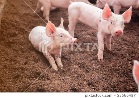 Piglets are playing in organic pig farms. Which Piglets are playing in organic pig farms. Which 55566487