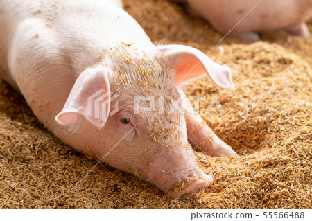 Two pigs sleep on the golden husk. In an organic Two pigs sleep on the golden husk. In an organic 55566488