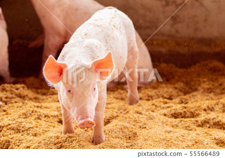 Pig standing on the golden husk looking at the Pig standing on the golden husk looking at the 55566489