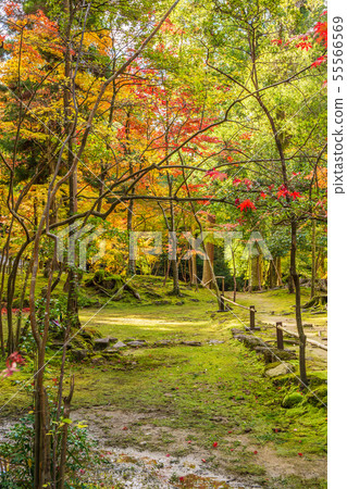Autumn Shiga Koto Sanzan Seimei-ji Temple Autumn Shiga Koto Sanzan Seimei-ji Temple 55566569