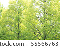 Row of trees 55566763