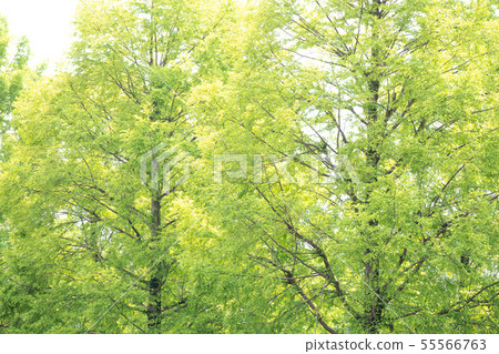 Row of trees Row of trees 55566763