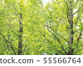 Row of trees 55566764