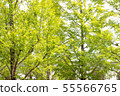Row of trees 55566765