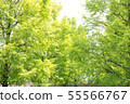 Row of trees 55566767
