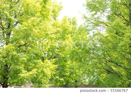 Row of trees Row of trees 55566767